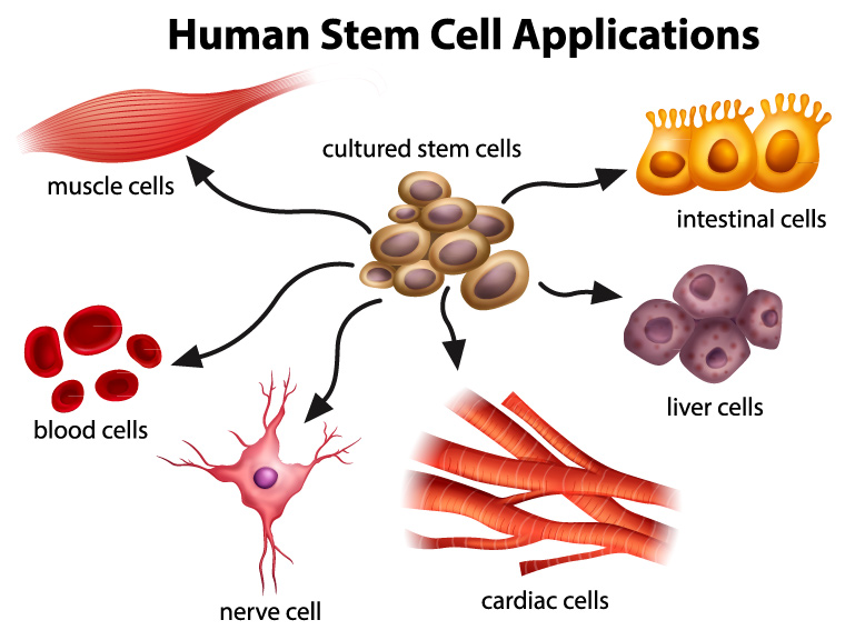 What are Stem Cells